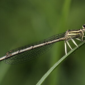 Libelle 006