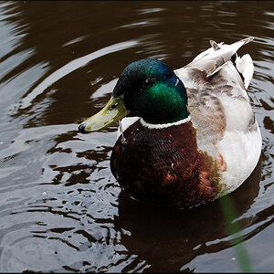 Ente im Teich (Mit Grashalm davor -.-)
----------------------------------------
Nikon D40 + AF-S NIKKOR 18-55 1:3 5-5.6 G II ED (KIT)