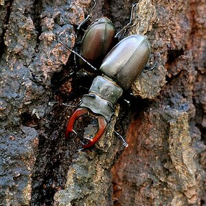 Hirschkäferpaar