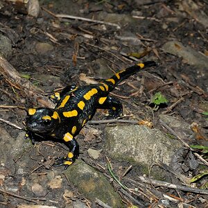 Feuersalamander im Wald