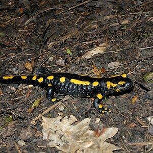 nochmal Feuersalamander