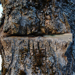 Baum frißt Schild
