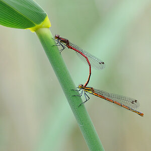 Adonislibelle in Paarung