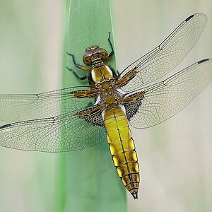 Kocks Loch 0151aa