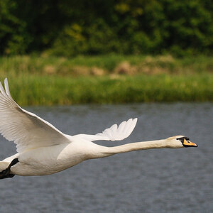 Kastenweiher Schwan11