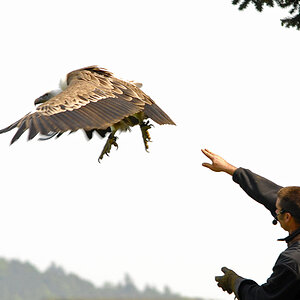 Flugshow Wildpark Erdersee - Bild 1
Einer der beiden Geier beim "Startwurf"
Nikon D80, ISO 320, 1/500sec, Blende leider nicht mehr in Erinne