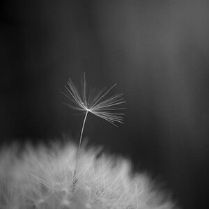 Pusteblume sw