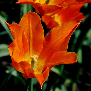 Tulpe ( 18-200 )