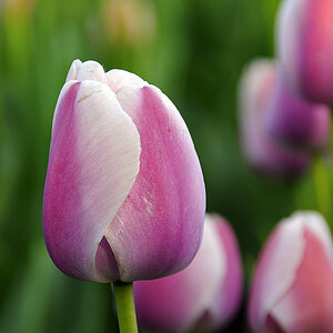 Tulpen ( 18-200 )