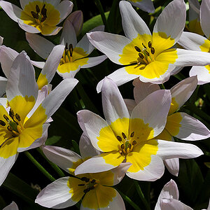 Tulpen ( 18-200 )