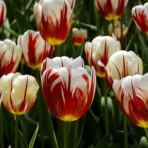 Tulpen ( 18-200 )