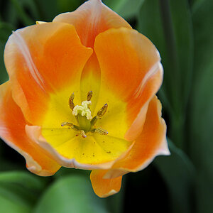 Tulpe ( 18-200 )