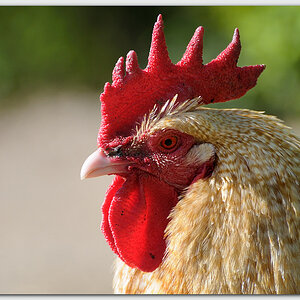 Huhn / Hahn