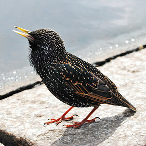 Vogel 1