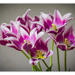 Tulpen