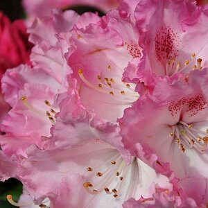 ... Rhododendron Arabella (Rhododendron yakushimanum Arabella) ...