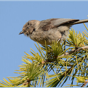 DSC 3614 Vogel 1000 R