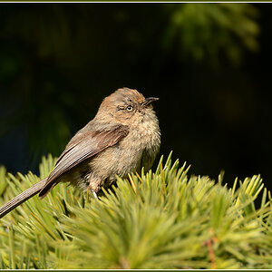 DSC 3594 Vogel 1000 R