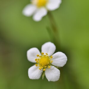 Walderdbeerblüte 052015