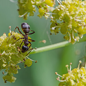 20150712 DSC7730 Ameise an Maggikrautblüte bearbeitet