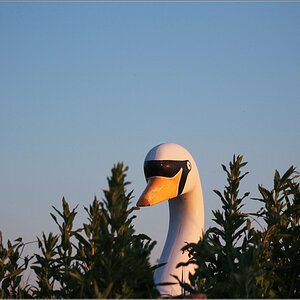 swan