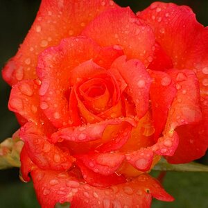 Insel Mainau bei Regen