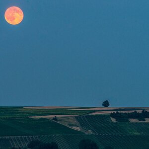 Schlaflos in Rheinhessen