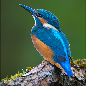 Eisvogel 1020