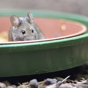 201302 Maus 1