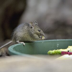 201302 Maus 2