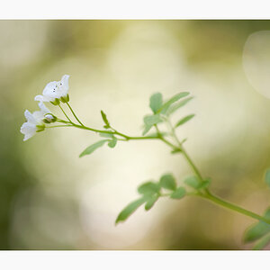 137900blumen090515r