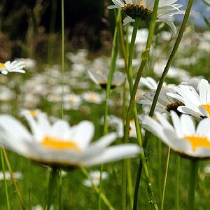 white and green 10408639634 o   Kopie