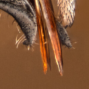 Bremse8991detail