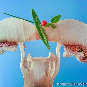 ©MaximilianWeinzierl©MaximilianWeinzierl20130622
