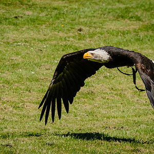 Weißkopf Seeadler