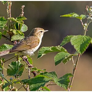 D71 8327 unbekannter Vogel I