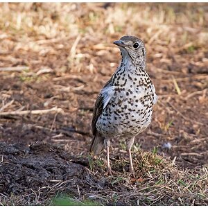 D71 8329 Wacholderdrossel I