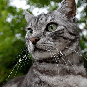 Schnuffi