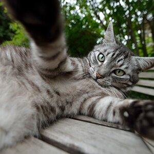 Schnuffi