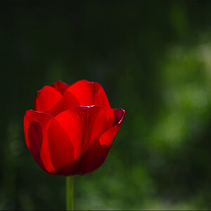 Tulpe