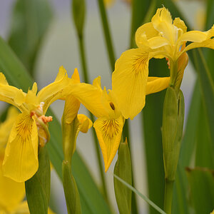 Gelbe Iris 831