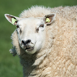 friesland schaf