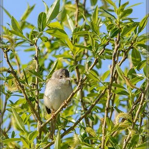 20150501 7700 [NIKON D7100] 500 mm,1 1250 Sek. bei ƒ   7,1