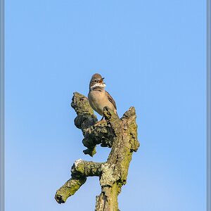 20150502 8031 [NIKON D7100] 500 mm,1 1250 Sek. bei ƒ   8,0