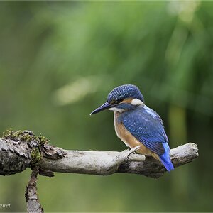 comp1 Eisvogel DSC 1103