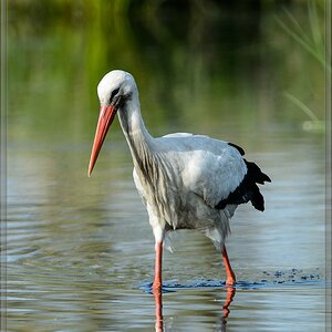 20150502 3857 [NIKON D4] 850 mm,1 2000 Sek. bei ƒ   8,0
