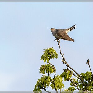 20150502 7943 [NIKON D7100] 500 mm,1 1600 Sek. bei ƒ   8,0
