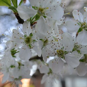 Kirschblüten