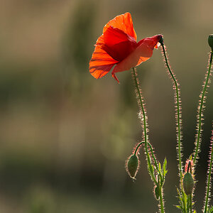 mohn 1 20150528