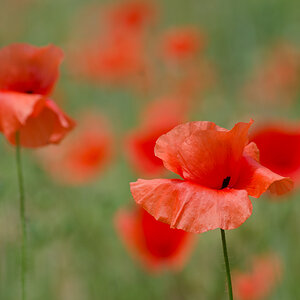 Mohn